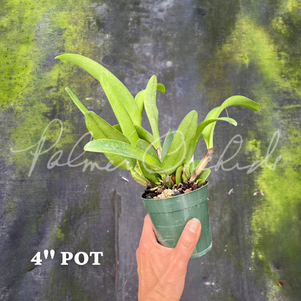 Rth. Palmer's Alimony — Palmer Orchids Rth. Palmer's Alimony — Palmer Orchids